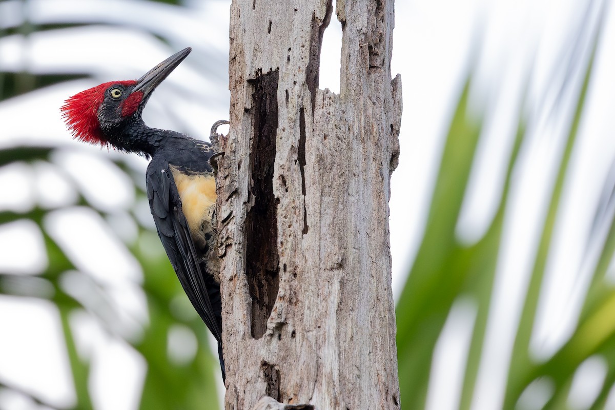 White-bellied Woodpecker - ML642798018