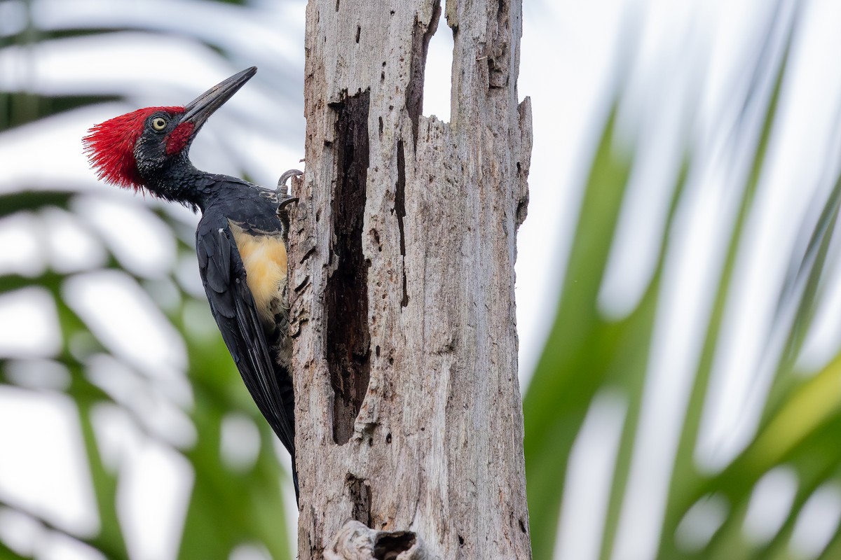 White-bellied Woodpecker - ML642798019