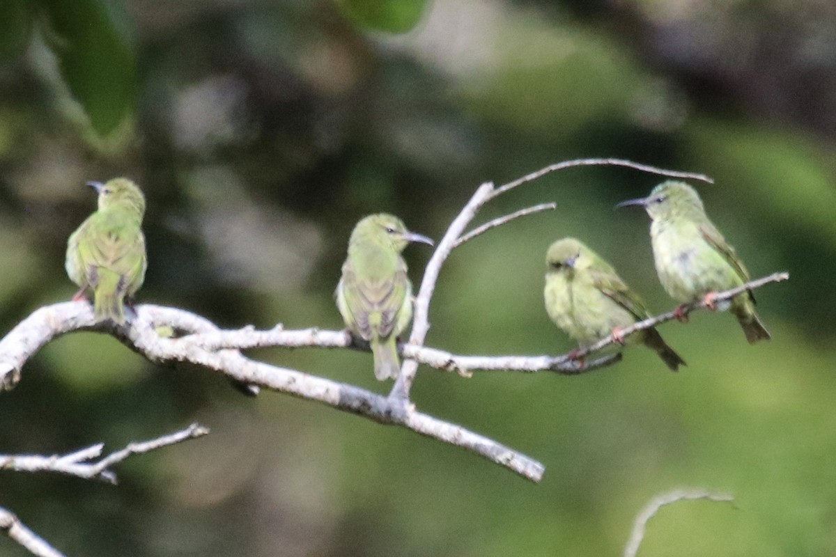 Red-legged Honeycreeper - ML642798022