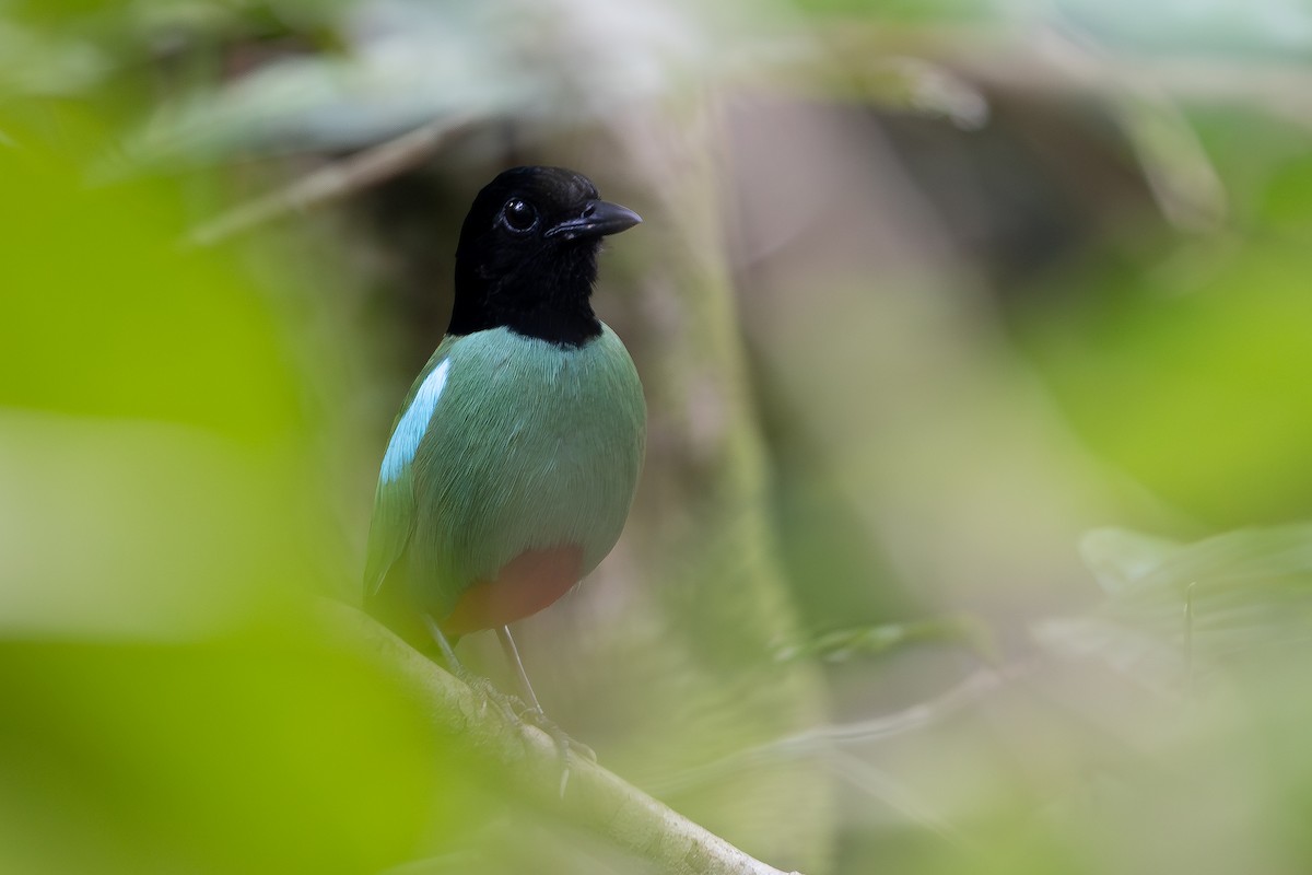 Western Hooded Pitta - ML642798037