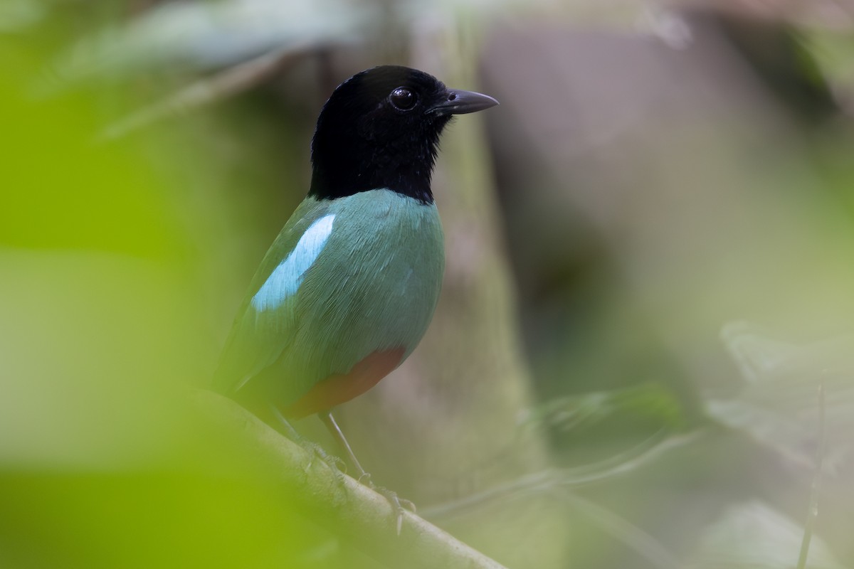 Western Hooded Pitta - ML642798038