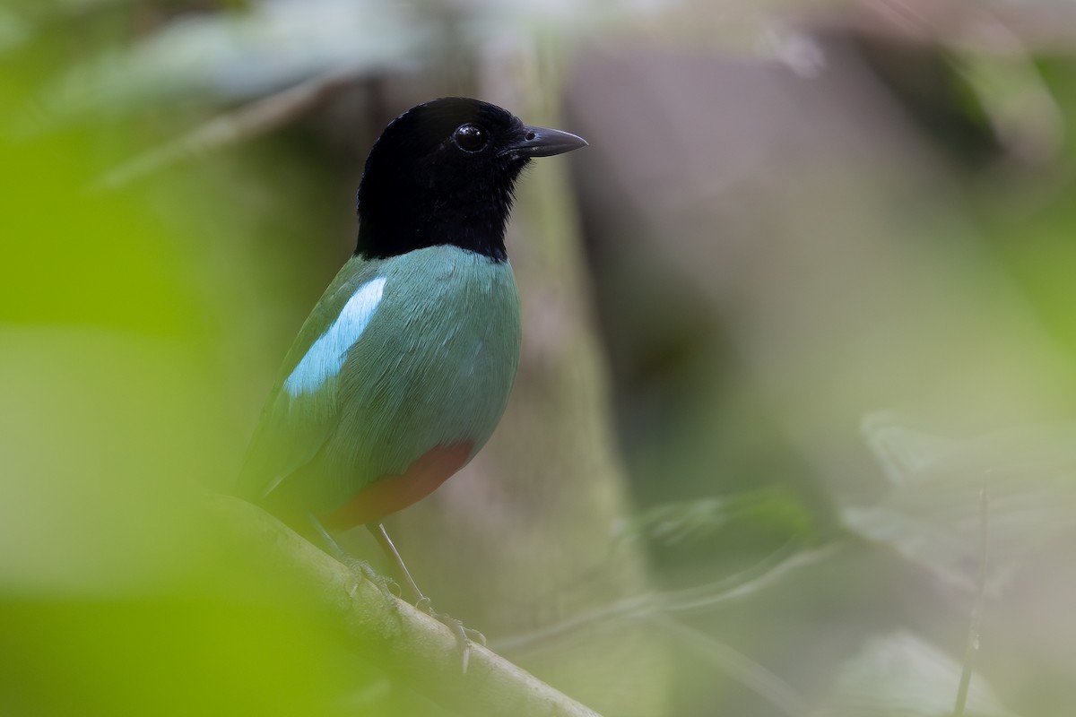 Western Hooded Pitta - ML642798039