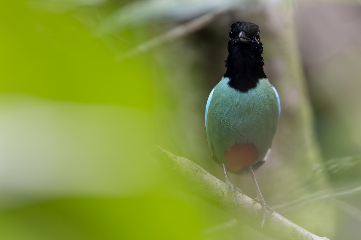 Western Hooded Pitta - ML642798040