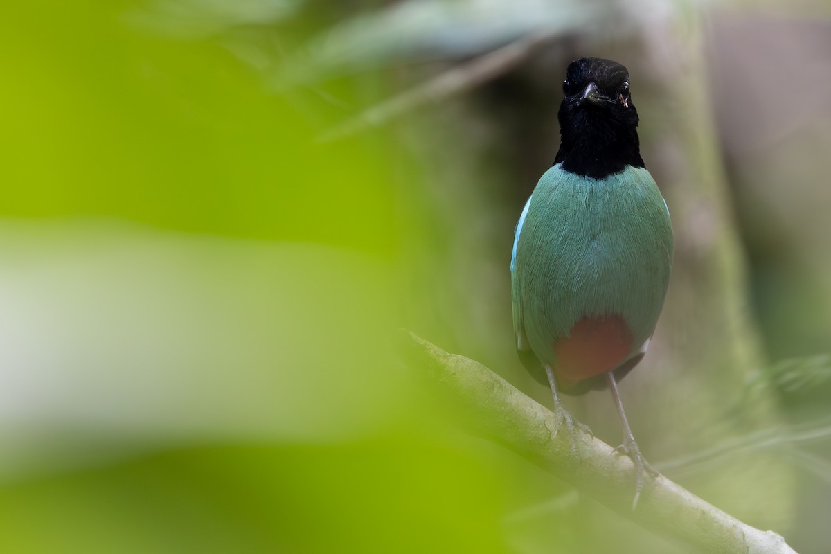 Western Hooded Pitta - ML642798041