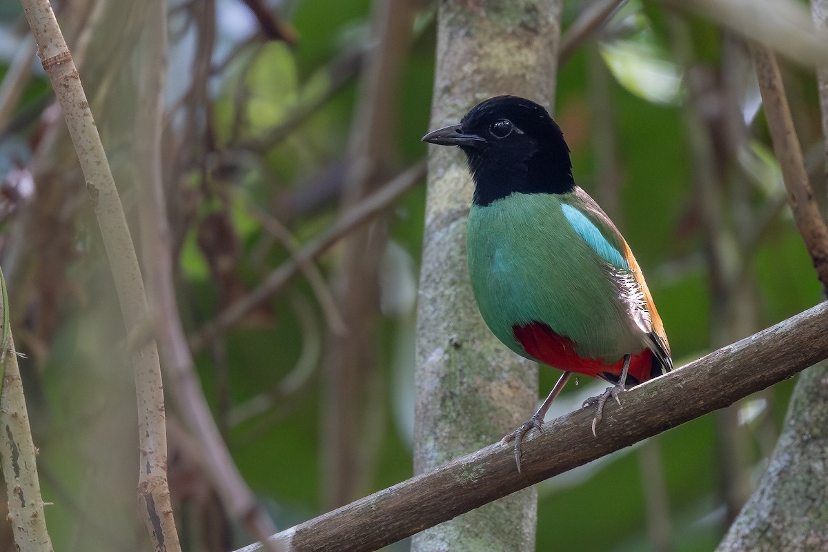Western Hooded Pitta - ML642798043