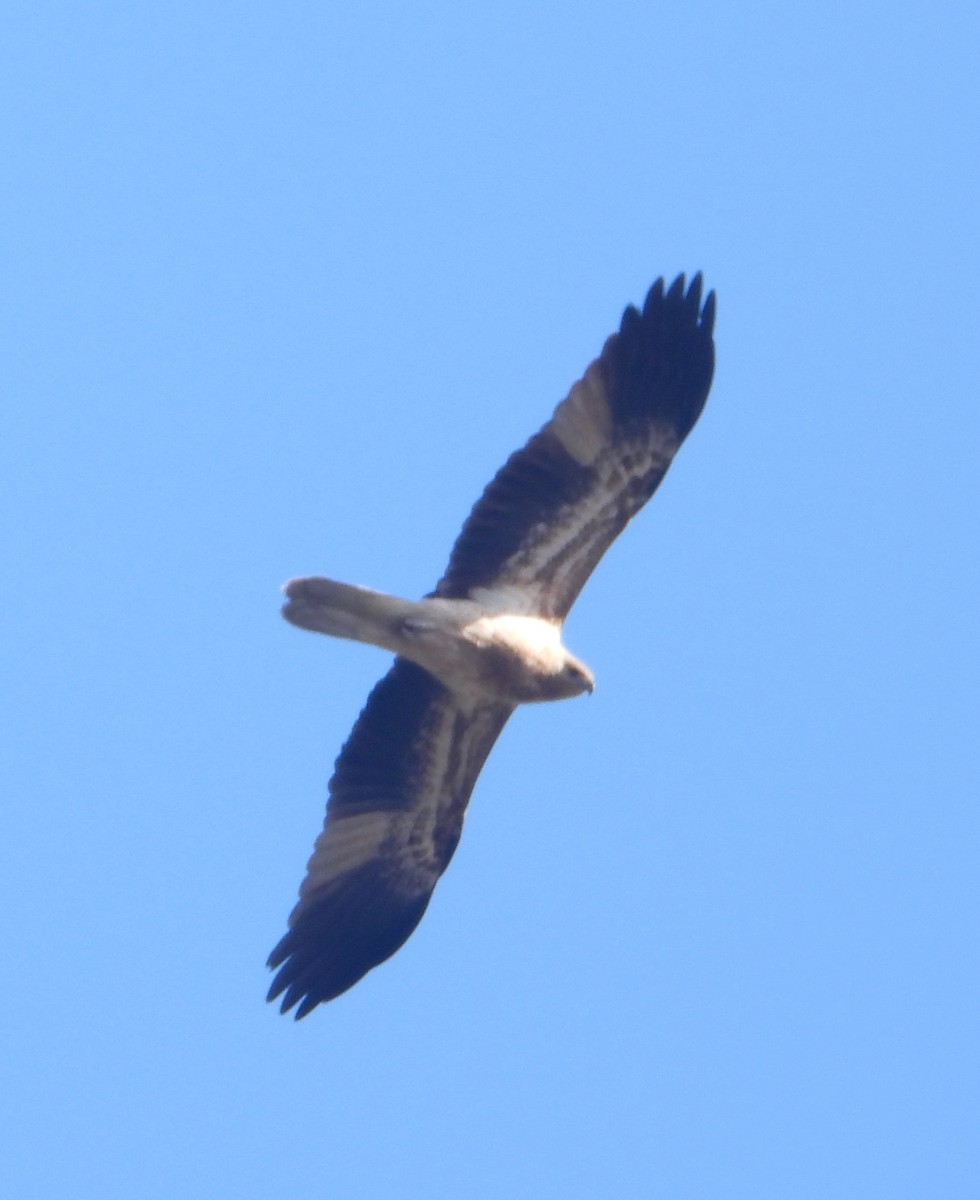 Whistling Kite - ML642798046