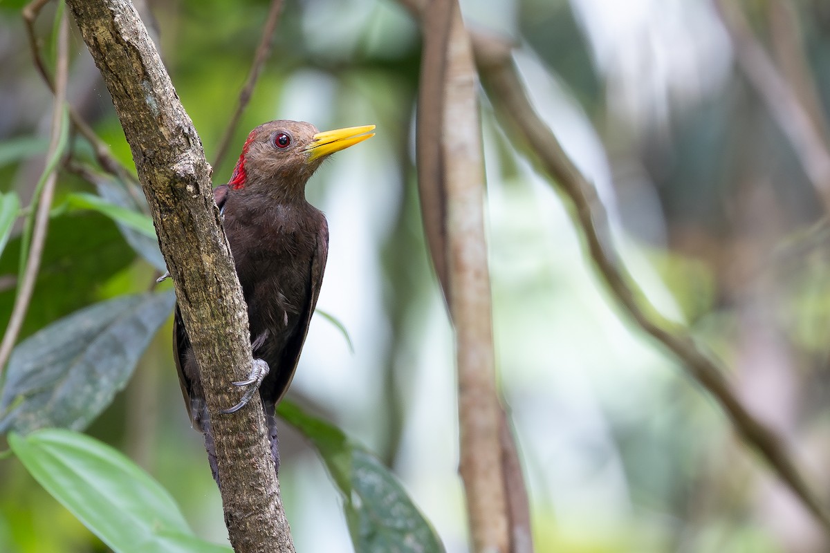 Maroon Woodpecker - ML642798048