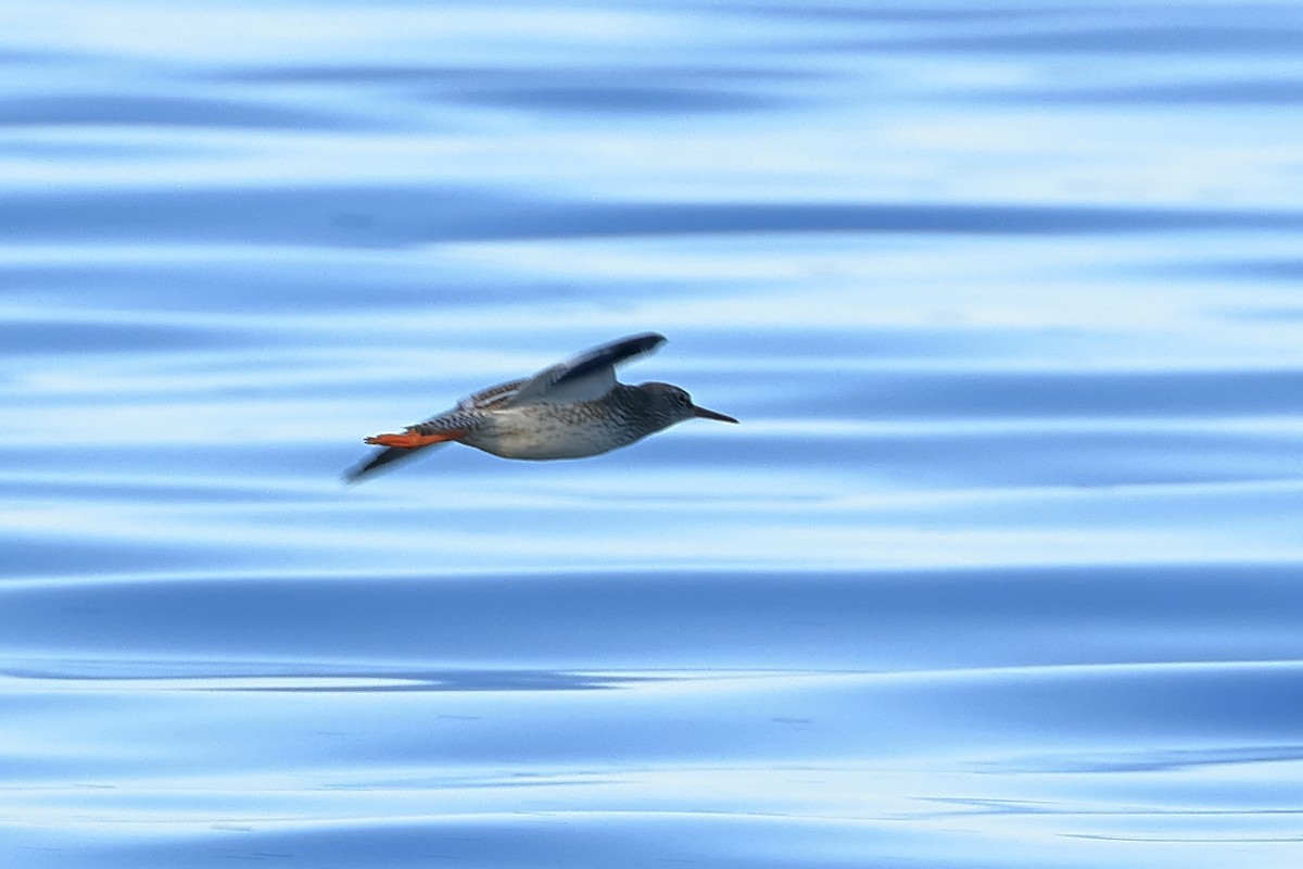 Common Redshank - Manfred Bienert