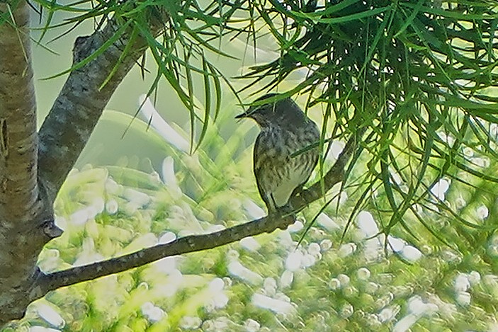 Gray-streaked Flycatcher - ML642798050