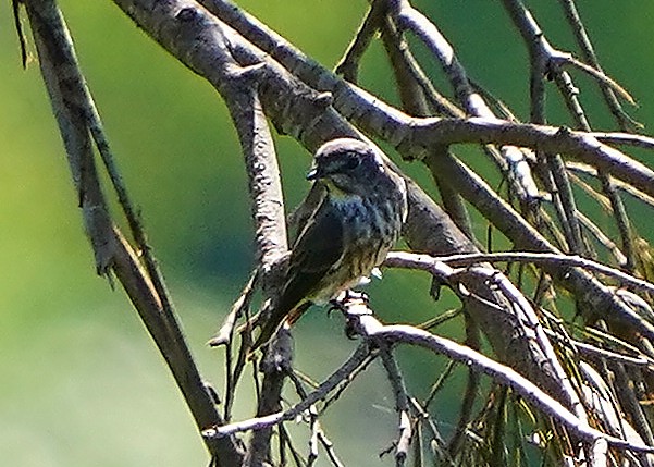 Gray-streaked Flycatcher - ML642798051