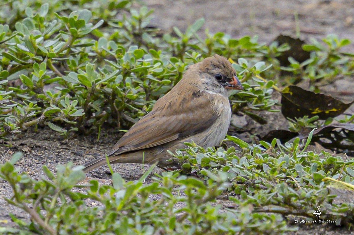 Pin-tailed Whydah - ML642798058