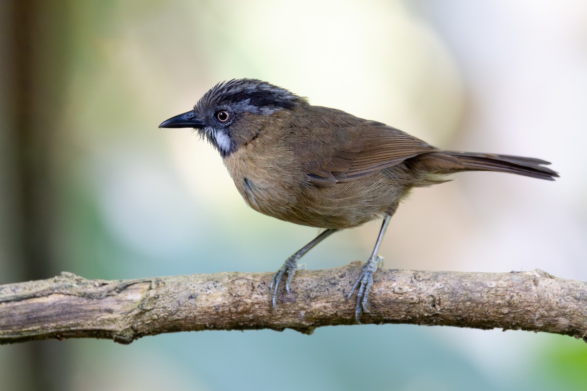 Gray-throated Babbler - ML642798076