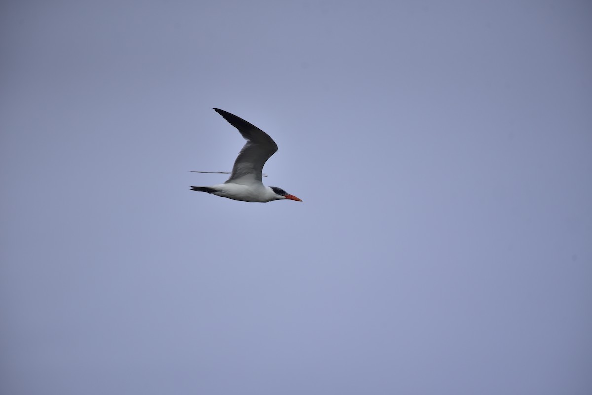 Caspian Tern - ML642798079