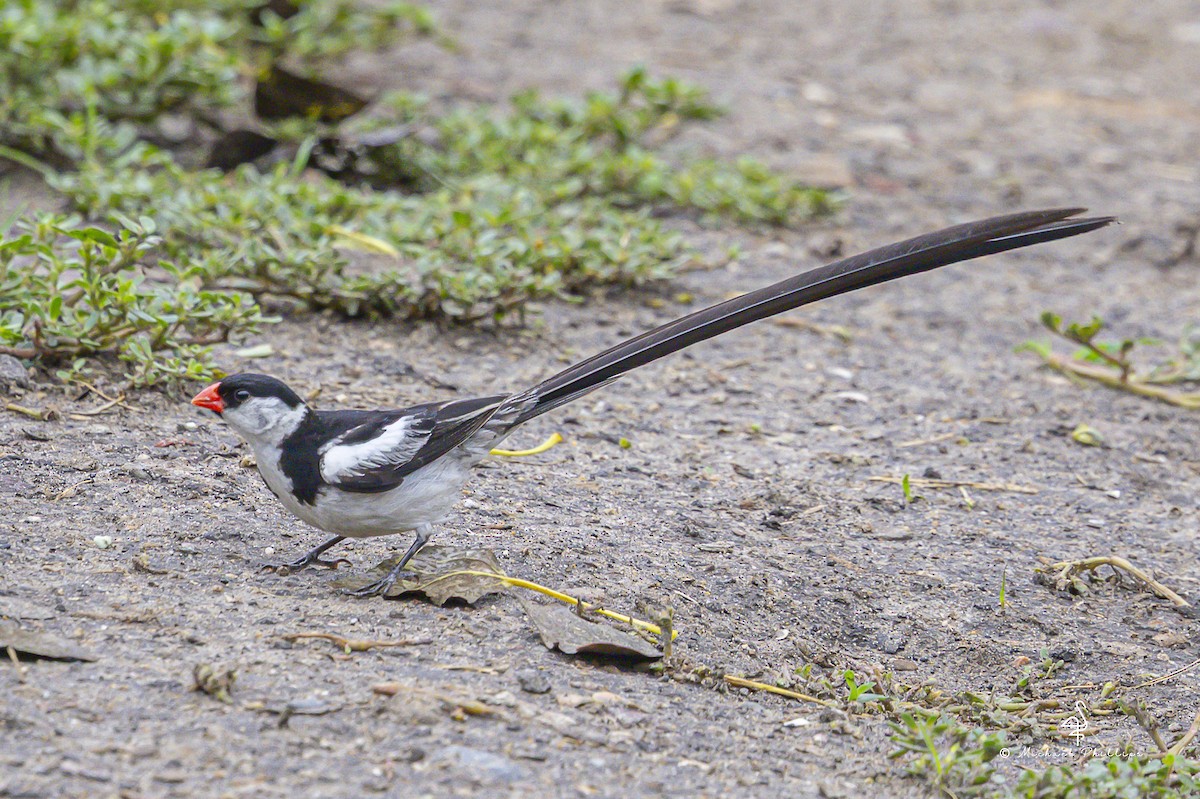 Pin-tailed Whydah - ML642798080
