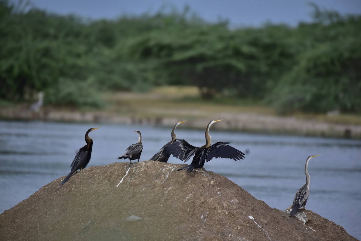Oriental Darter - ML642798091