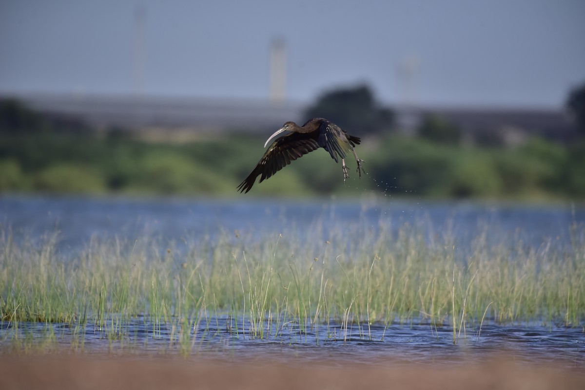 Glossy Ibis - ML642798094