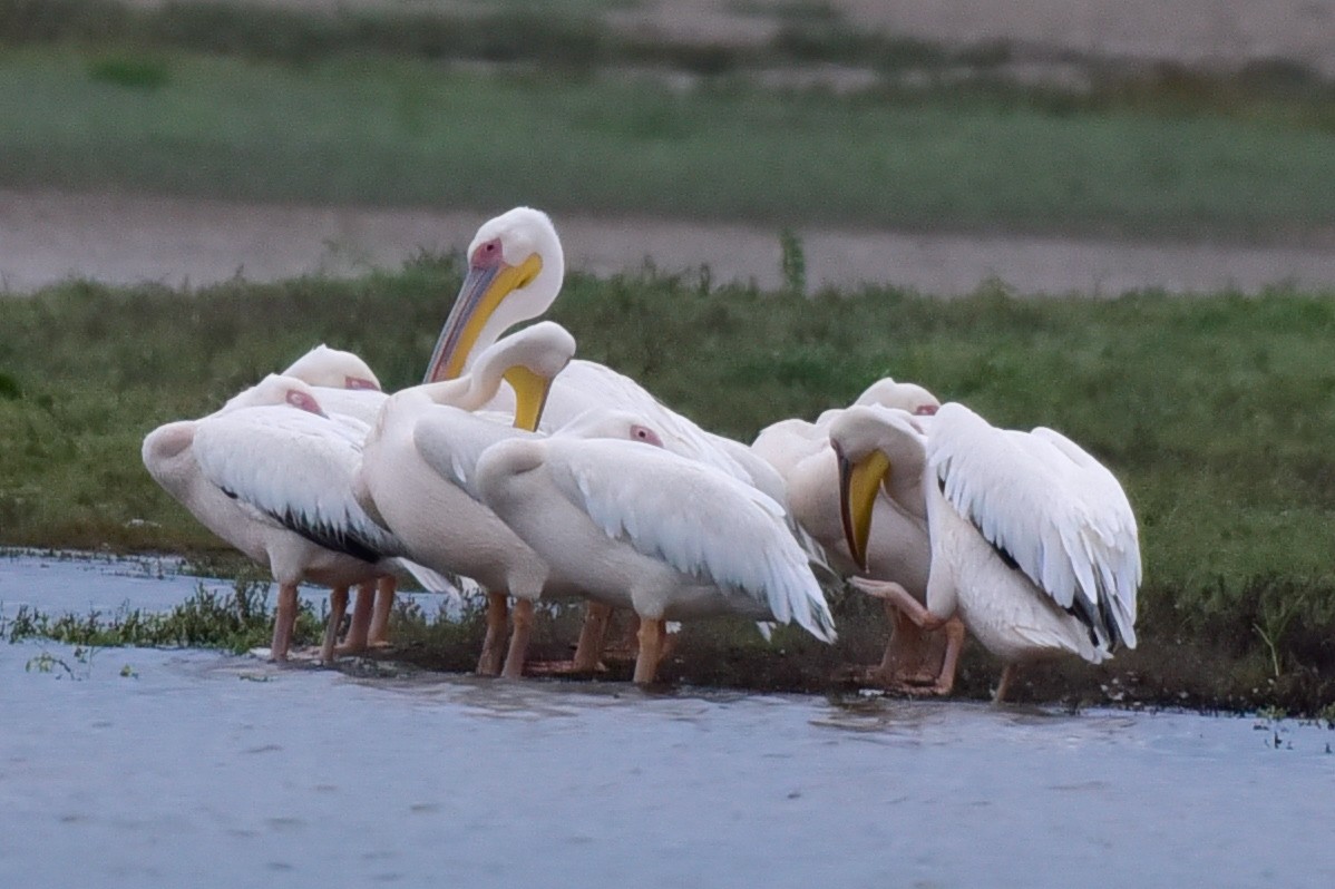 Great White Pelican - ML642798098