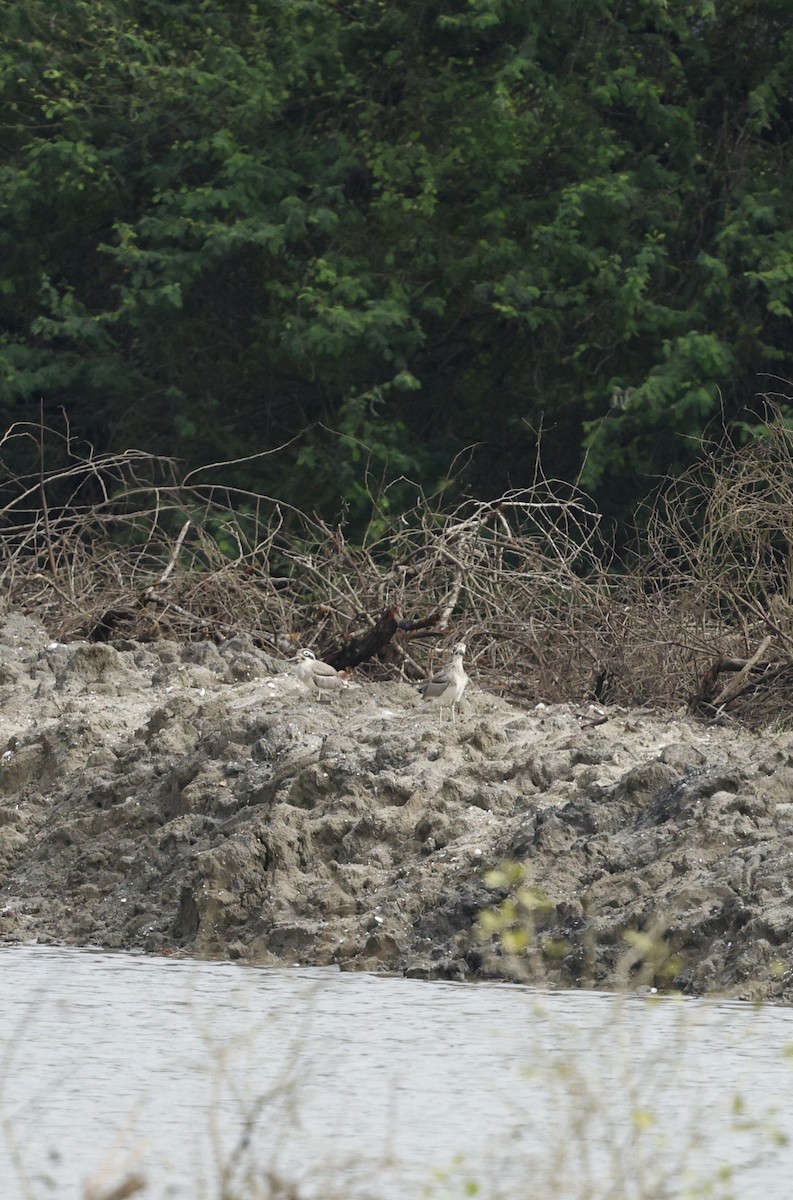 Great Thick-knee - ML642798100