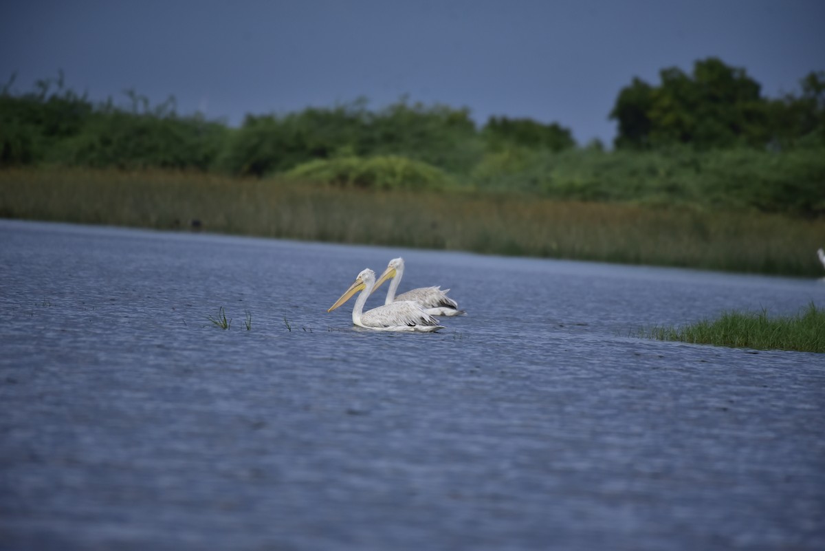 Dalmatian Pelican - ML642798104