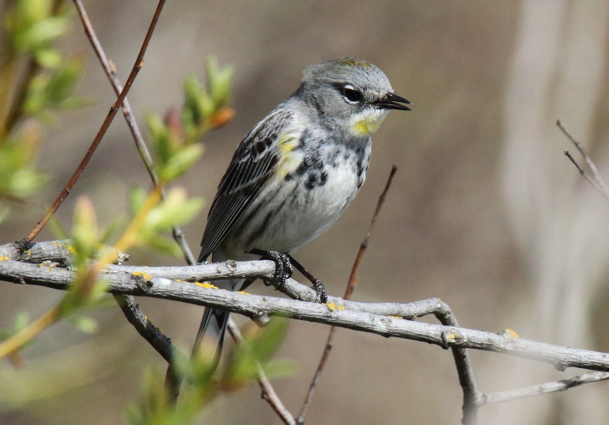 Yellow-rumped Warbler - Daniel Donnecke