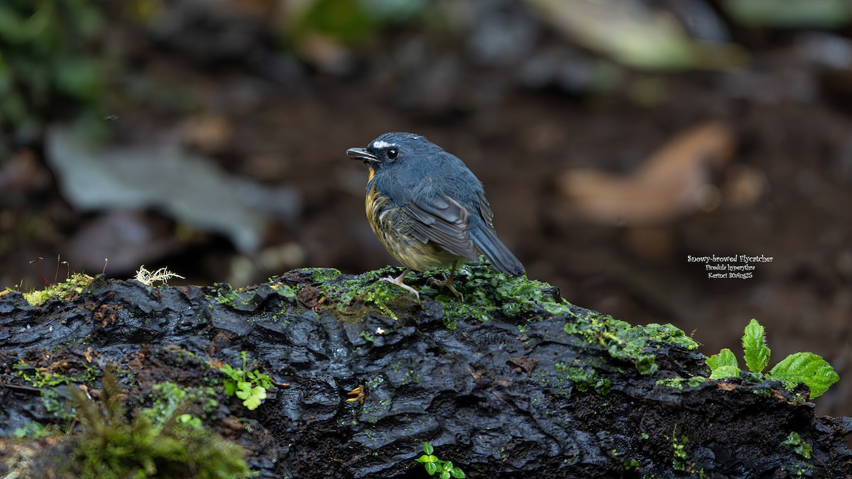 Snowy-browed Flycatcher - ML642798112