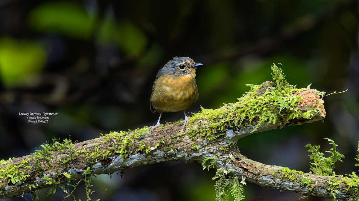 Snowy-browed Flycatcher - ML642798113