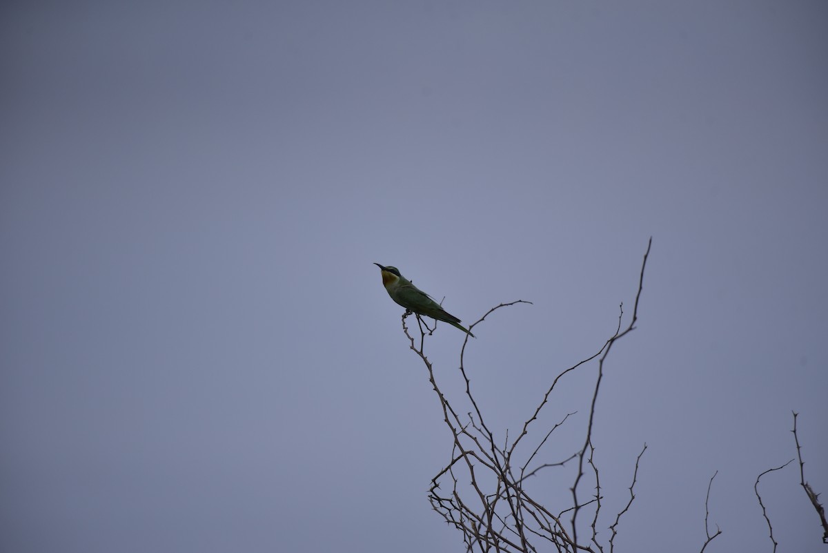 Blue-cheeked Bee-eater - ML642798115