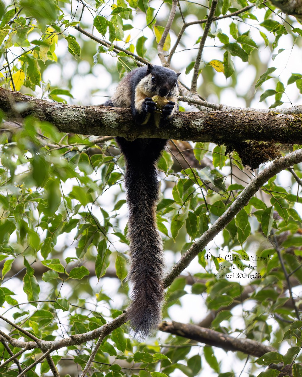 Black Giant Squirrel - ML642798123