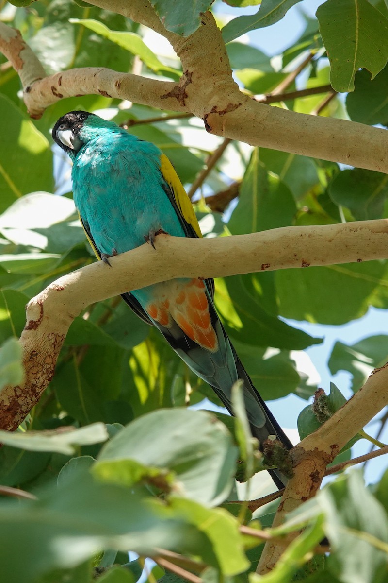Hooded Parrot - ML642798125