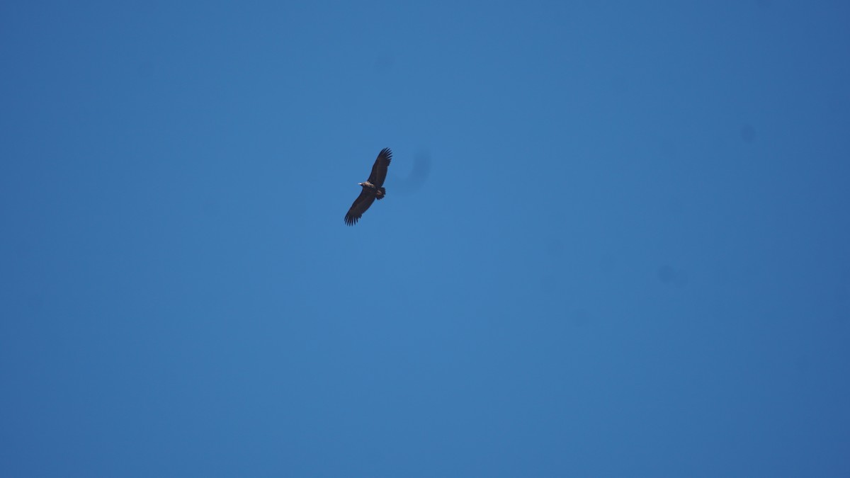 Cinereous Vulture - ML642798131