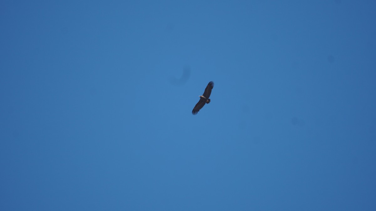 Cinereous Vulture - ML642798132