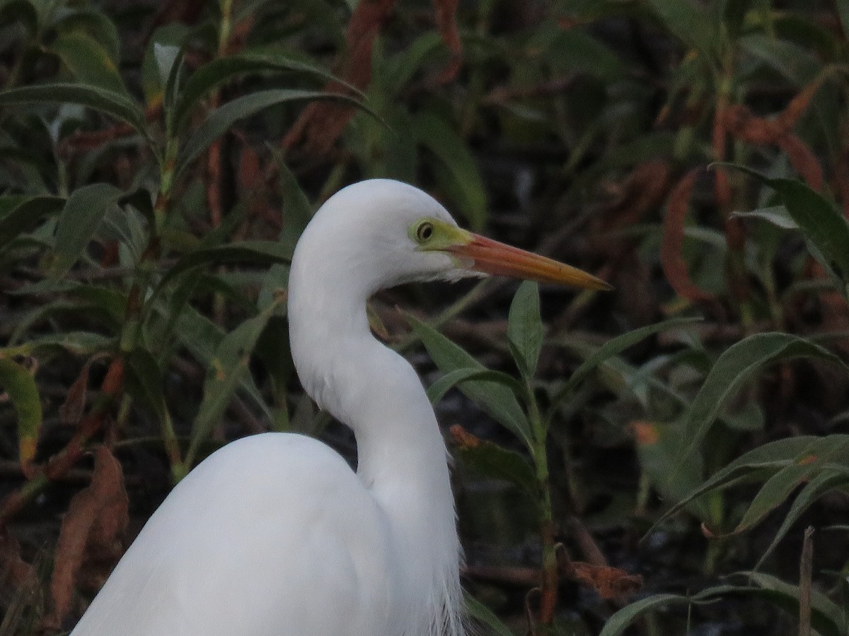 Plumed Egret - ML642798140