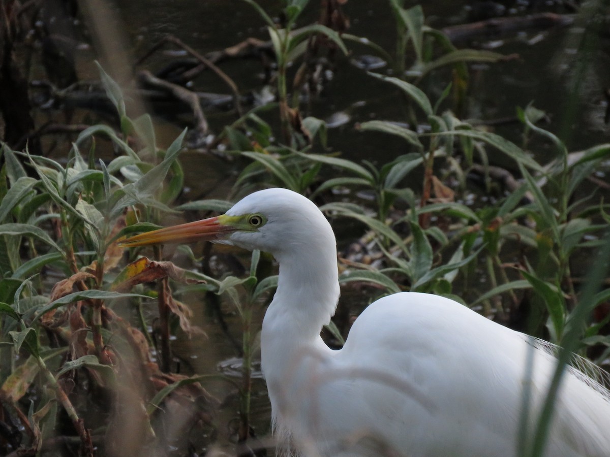 Plumed Egret - ML642798141