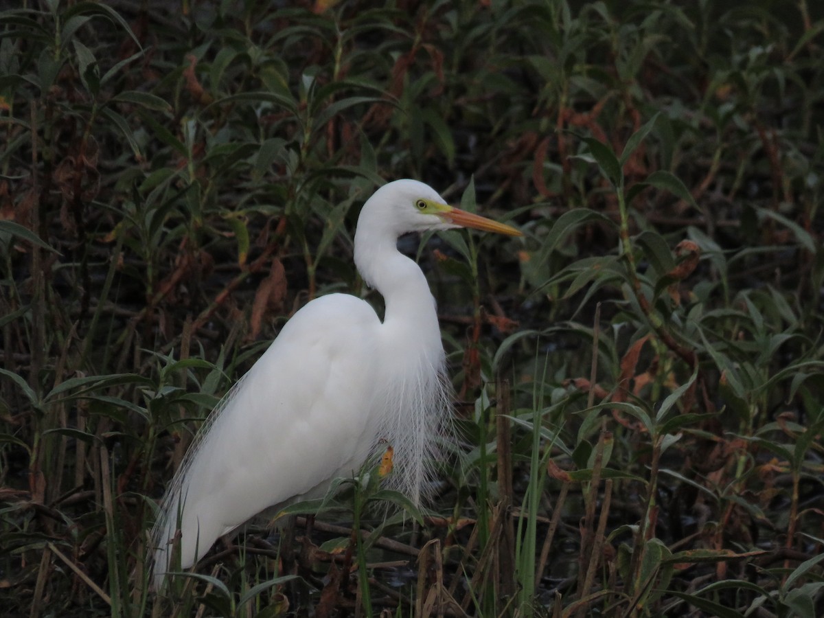 Plumed Egret - ML642798142