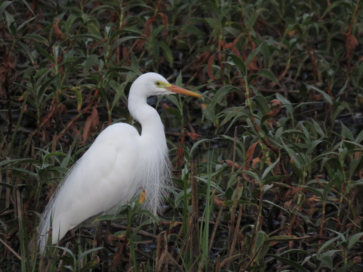 Plumed Egret - ML642798143