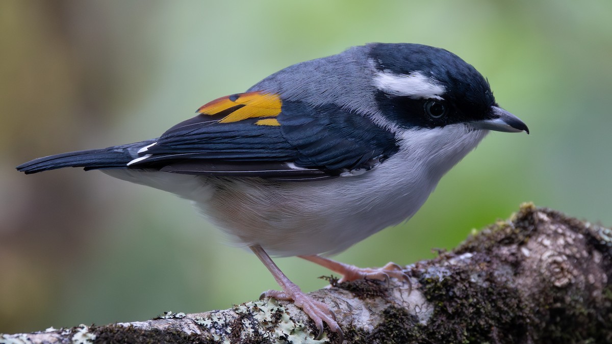 White-browed Shrike-Babbler (Blyth's) - ML642798149
