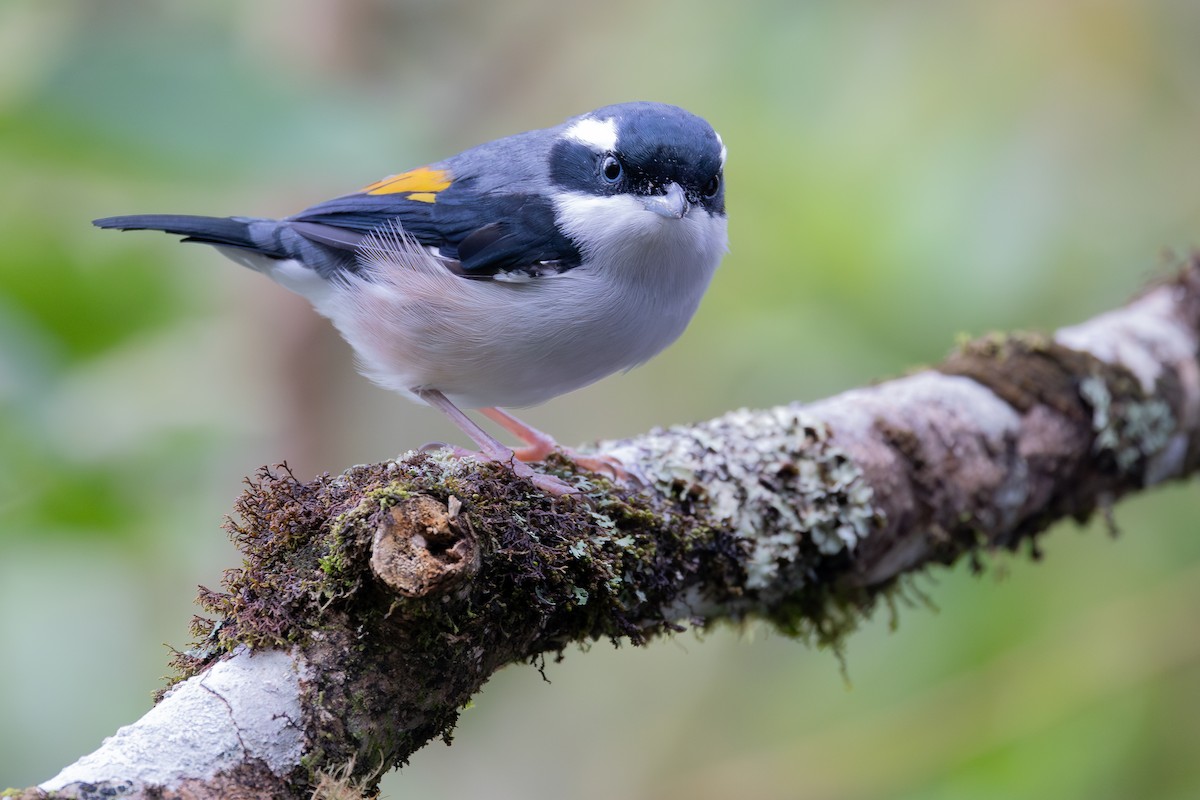 White-browed Shrike-Babbler (Blyth's) - ML642798150
