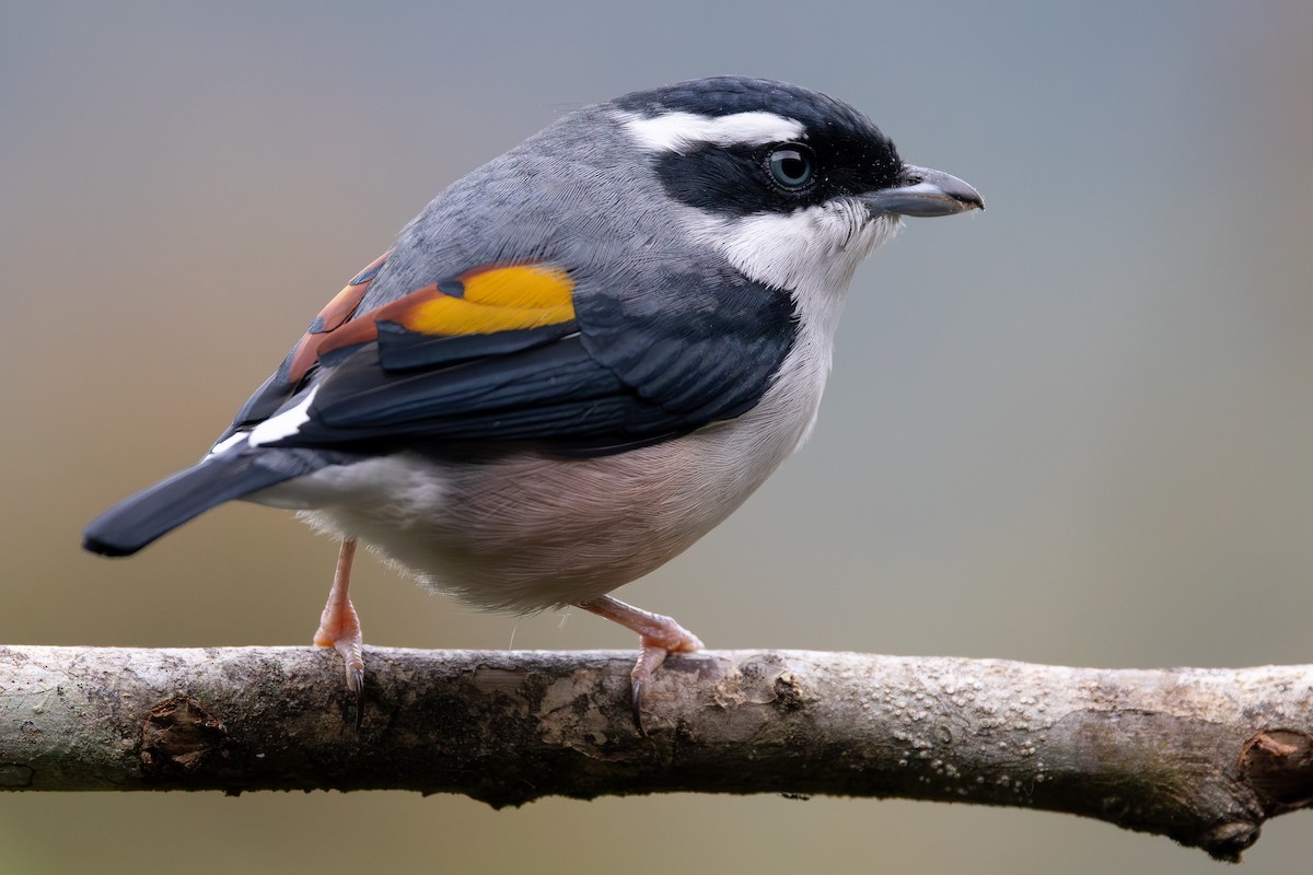 White-browed Shrike-Babbler (Blyth's) - ML642798151