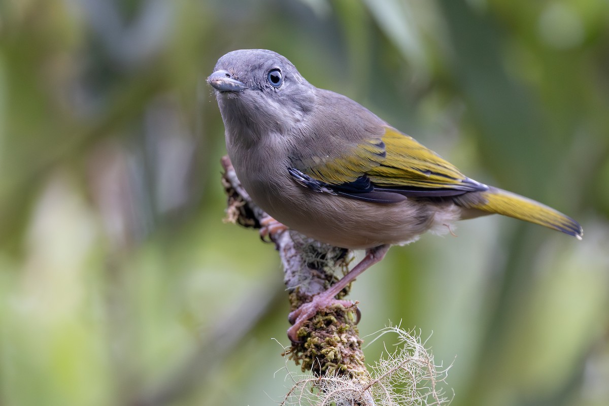 White-browed Shrike-Babbler (Blyth's) - ML642798152