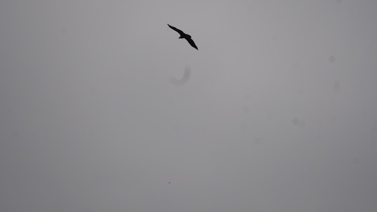 Cinereous Vulture - ML642798154