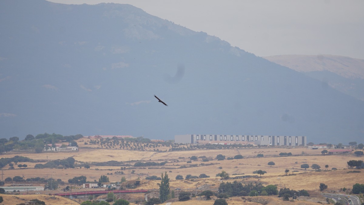 Cinereous Vulture - ML642798164