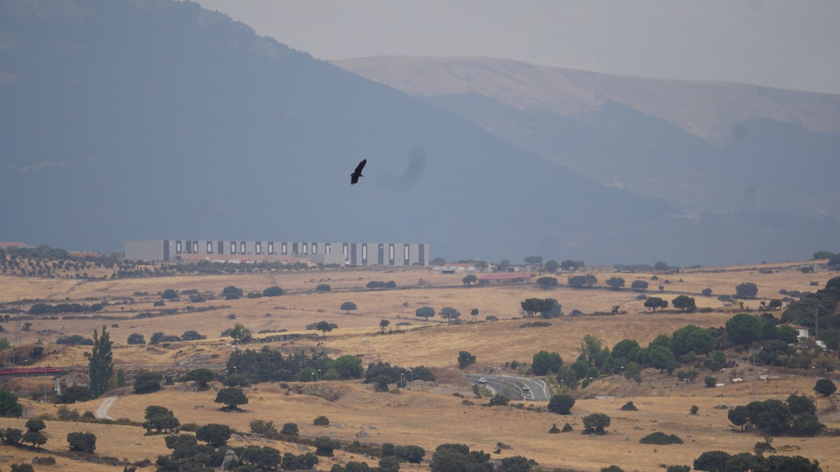Cinereous Vulture - ML642798165