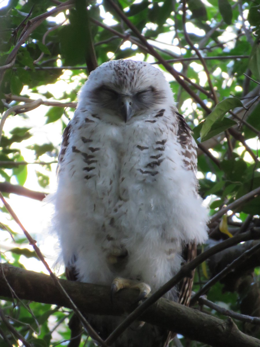 Powerful Owl - ML642798166