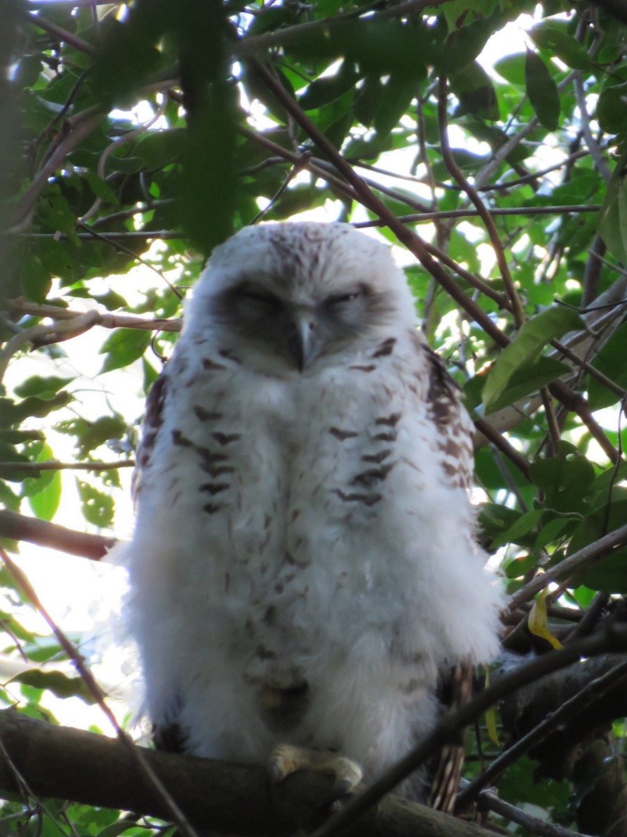 Powerful Owl - ML642798167