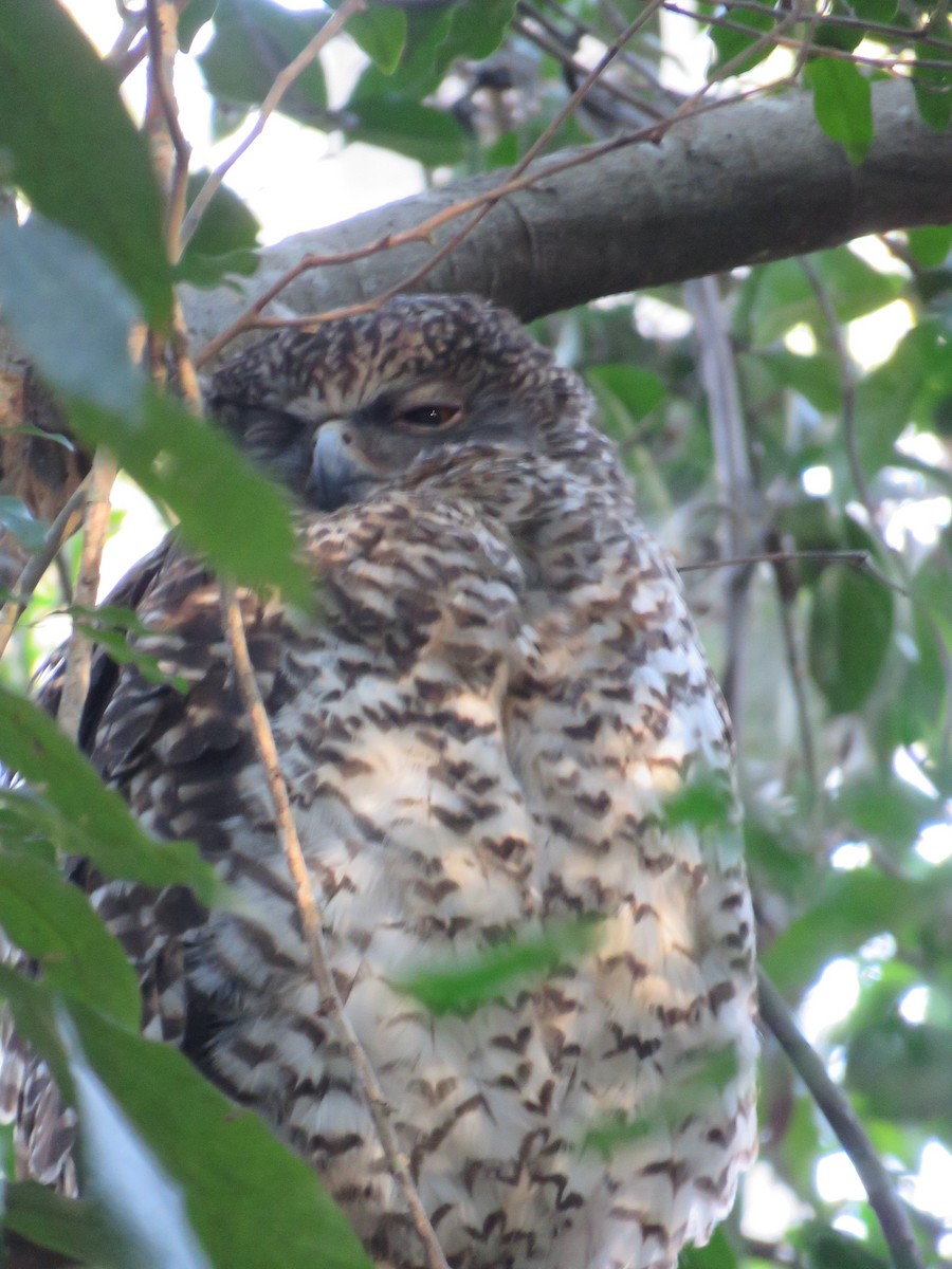 Powerful Owl - ML642798168