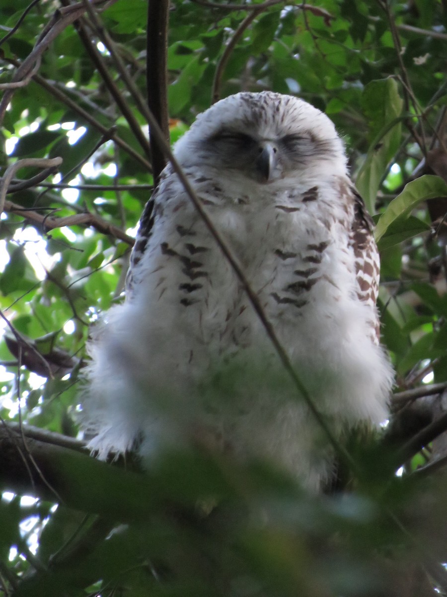 Powerful Owl - ML642798169