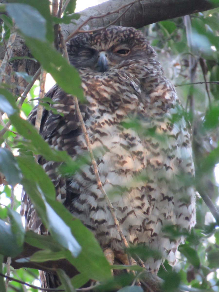 Powerful Owl - ML642798170