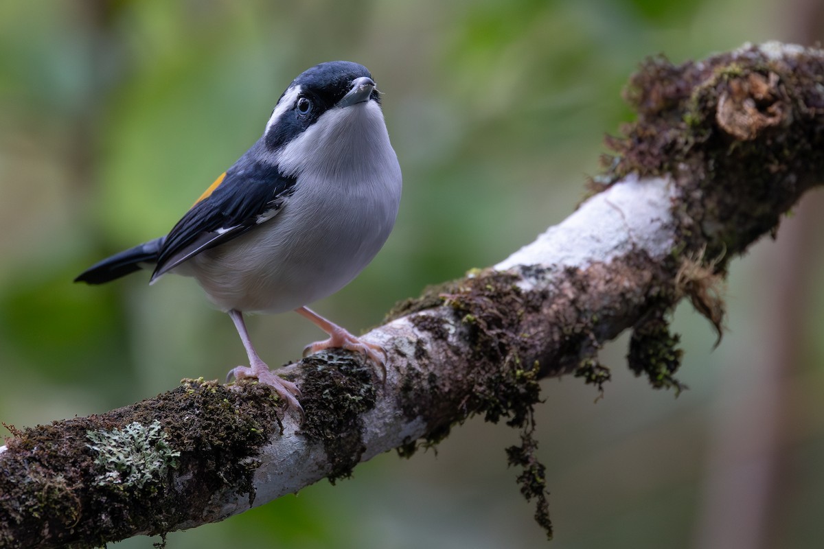 White-browed Shrike-Babbler (Blyth's) - ML642798175