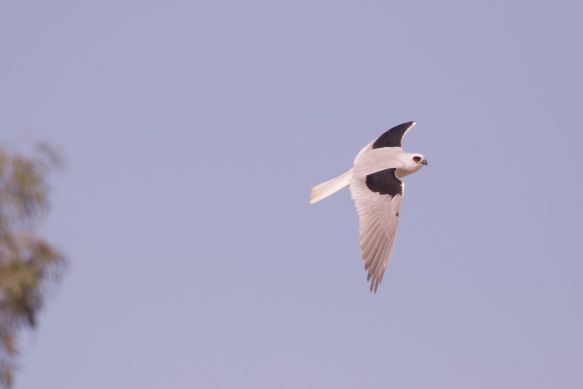 Letter-winged Kite - ML642798199