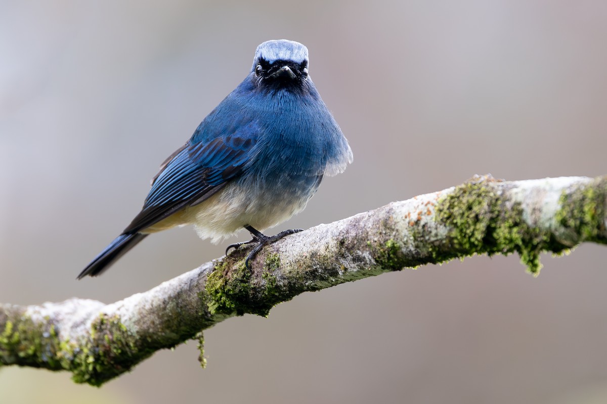 Papamoscas Índigo (ruficrissa/cerviniventris) - ML642798201